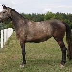 Hanka