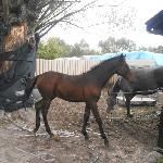 Izar