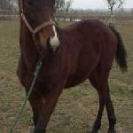 Izar