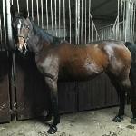 Aida Lot Aron<br /><i>Zdjęcie z ogłoszenia na olx.pl</i>