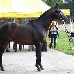 Korynt<br /><i>źródło: www.trakeny.pl</i>
