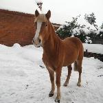 Ostra / Flicka - Flicka