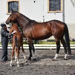Botana<br />&copy; J.Ł.<br /><i>Wiosenny Przegląd Hodowlany w SK Racot 27 kwietnia 2018</i>