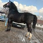 Rycerz