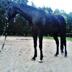 Enrico - Enrico<br />&copy; J.Wicenty