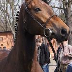 Tercyna<br />&copy; SK Rzeczna