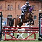 Lazur - ZR-B Starogard 06.2014<br />&copy; Baza Koni