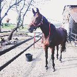 Domena - Domena