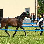 Encino - Encino ZR Wietrzychowice<br />&copy; Wiesława Bałut Fotografia