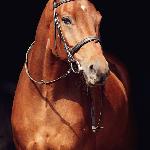 Cezar