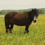 Treska - 2011<br />&copy; wolanka