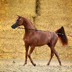Ascot DD<br />&copy; Stuart Vesty