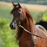 Wadee Al Shaqab