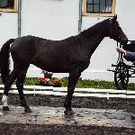Geira<br />&copy; fb SK Racot<br /><i>Przegląd Hodowlany 25.10.2018</i>