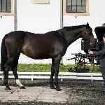 Geira<br />&copy; fb SK Racot<br /><i>Przegląd Hodowlany 10.2019</i>