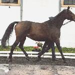 Indira<br />&copy; fb SK Racot<br /><i>Przegląd Hodowlany 25.10.2018</i>