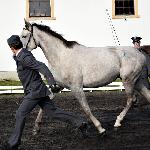 Groteska<br /><i>Jesienny Przegląd Hodowlany - 27.10.2016</i>