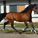Orlo