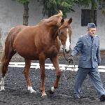 Branka - przegląd hodowlany<br /><i>SK Racot, 20 października 2015</i>
