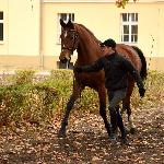 Rawa<br /><i>Czempionat użytkowy koni, Sieraków 05.11.2016</i>