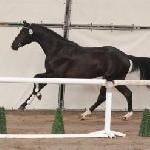 Firestone (Fecco)