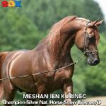 Meshan Ibn Kubinec