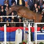 Diarado's Boy (Tailormade Diarado's Boy)