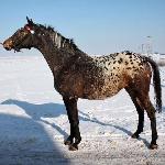 Dagmara