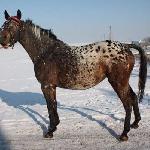 Dagmara