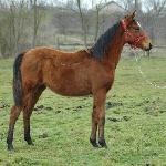 Lechia