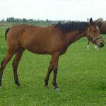 Lechia
