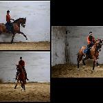 Azzaro<br />&copy; Sabitov Stable