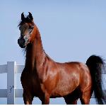 Vitorio TO<br />&copy; Copyright Oak Ridge Arabians