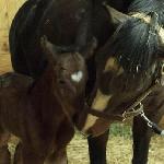 Rachel's Valentina