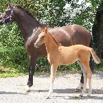 Davinell Z<br /><i>z córką po Leoville</i>