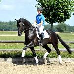 Blue Hors First Choice (First Choice)