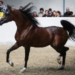 Jaipur el Perseus