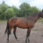 Antares - wiek 3.5 roku