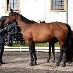 Grenadia<br /><i>Jesienny Przegląd Hodowlany, SK Racot, 21.09.2017</i>