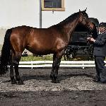 Grenadia<br />&copy; J.Ł.<br /><i>Wiosenny Przegląd Hodowlany SK Racot, 27 kwietnia 2018</i>