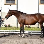 Tawria<br /><i>Jesienny Przegląd Hodowlany, SK Racot, 21.09.2017</i>