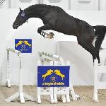 Scendro / Hunter's Scendro