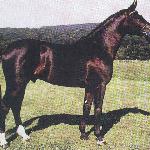 Ramalgo Z
