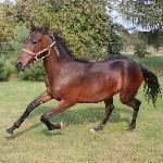 Karo