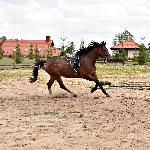 Dunaj