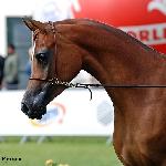 Patria - Patria 2016<br />&copy; Anna Pyzara-Nakoniechnaia