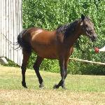 Ulena ex Urysa - Wystawa klaczy małopolskich<br />&copy; Zagroda Jeździecka Mustang<br /><i>'Koń jaki jest' 2013</i>