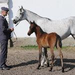 Patanga - Patanga z ogierkiem Pueblos po Pomian - 08.04.2018, Janów Podlaski<br />&copy; Anna Strumillo
