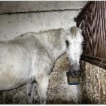 Drahma<br />&copy; Alina Woźniak<br /><i>2012/2013</i>