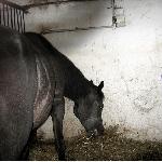 Delta<br />&copy; Alina Woźniak<br /><i>2012/2013</i>